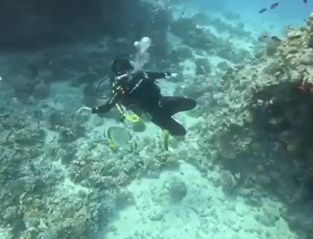 Quand un platax vous invite à danser…&nbsp;💙🐠